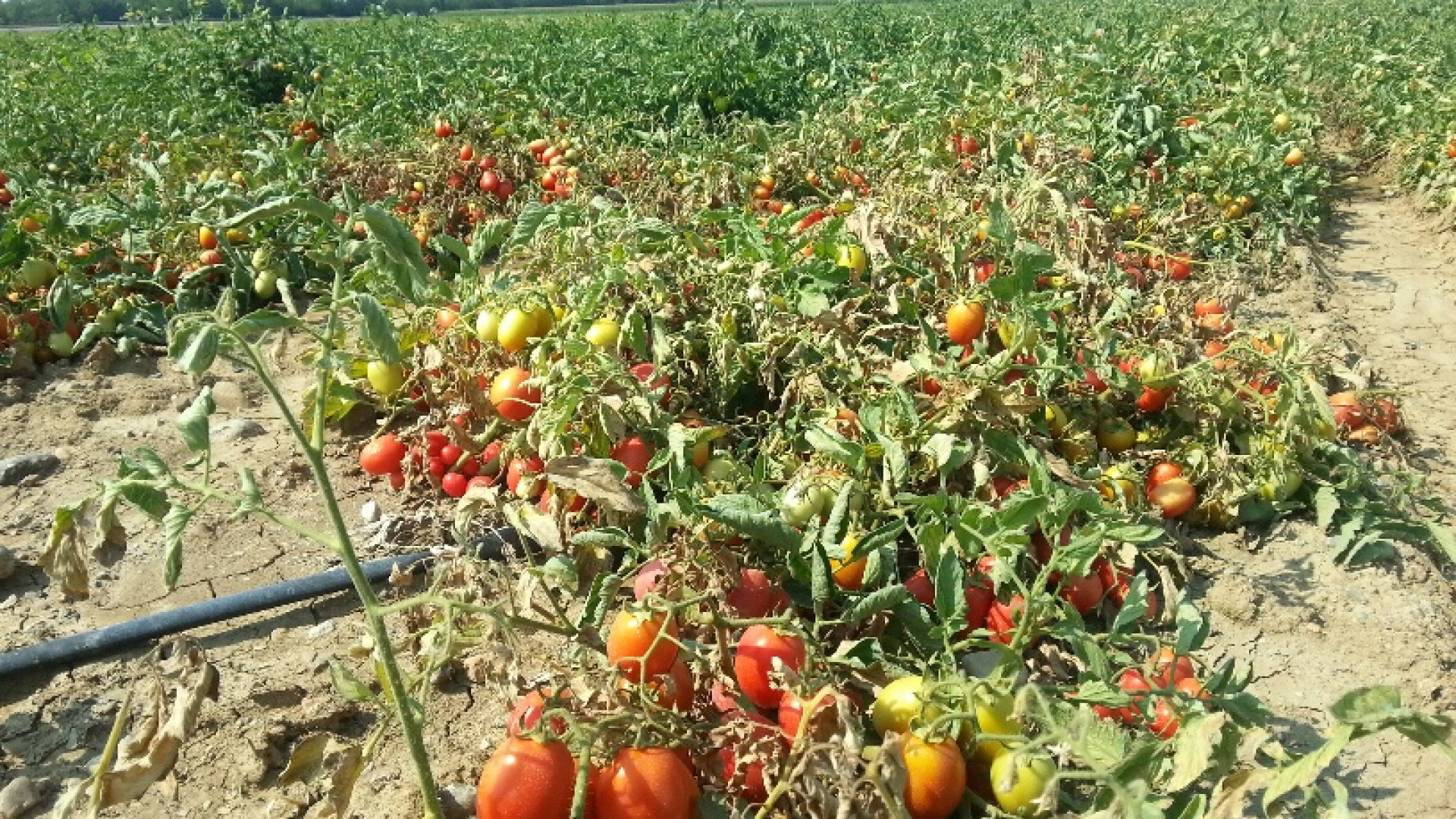 Pomodori, al via la raccolta. Arata: "È emergenza acqua"