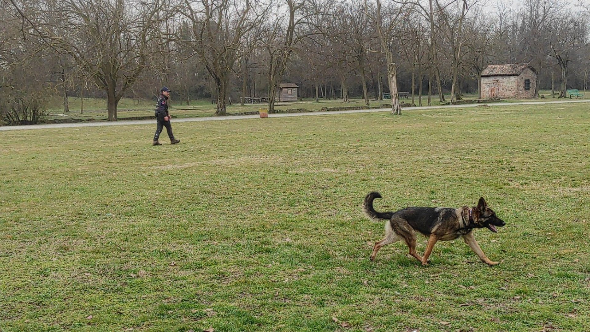 Bocconi avvelenati in città, nuove segnalazioni. In azione il "cane carabiniere" Senna