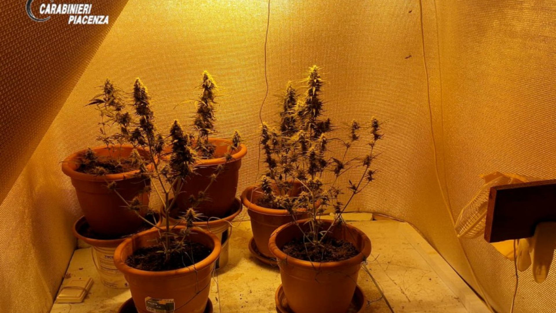 Serra in casa per coltivare marijuana: denunciato piacentino 35enne