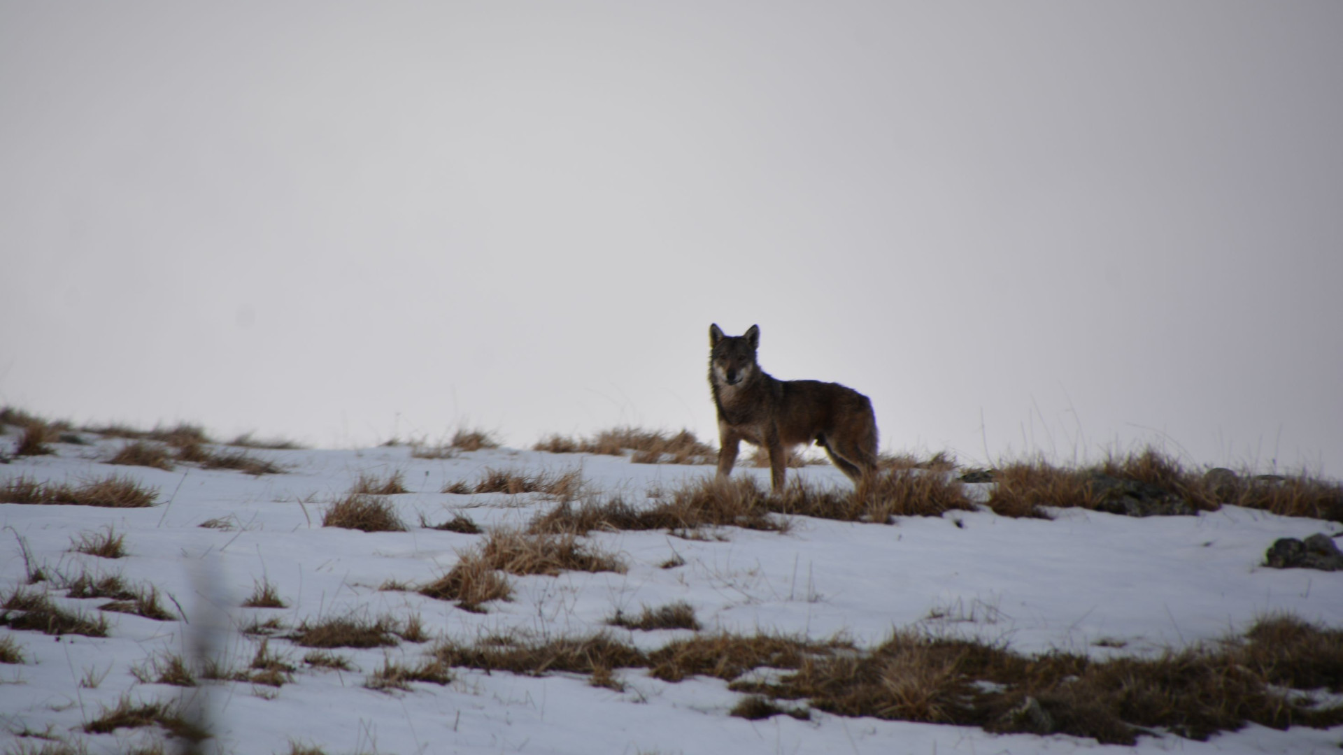 Lupo tra Valnure e Valtrebbia. Altri avvistamenti in pieno giorno
