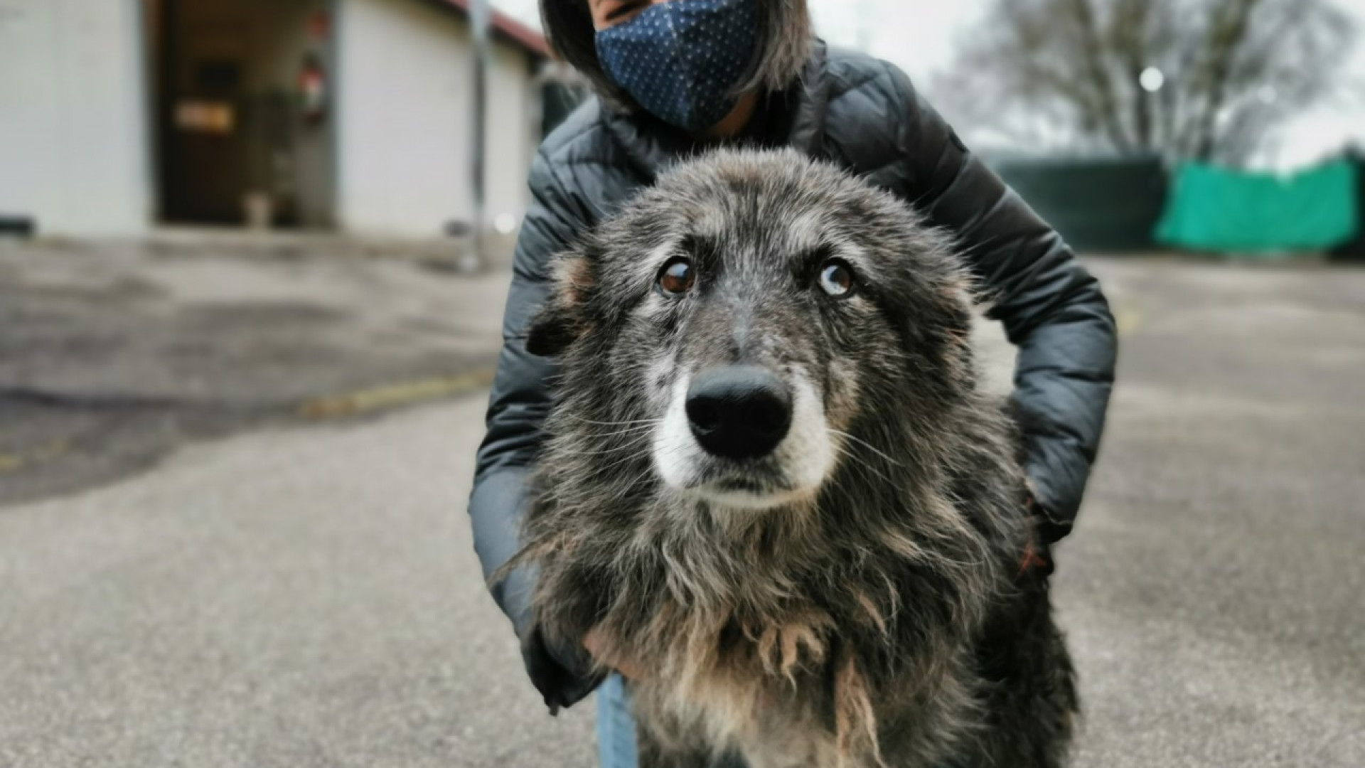 Canile: scatti sui social per "In viaggio conFIDO". Appello per le adozioni