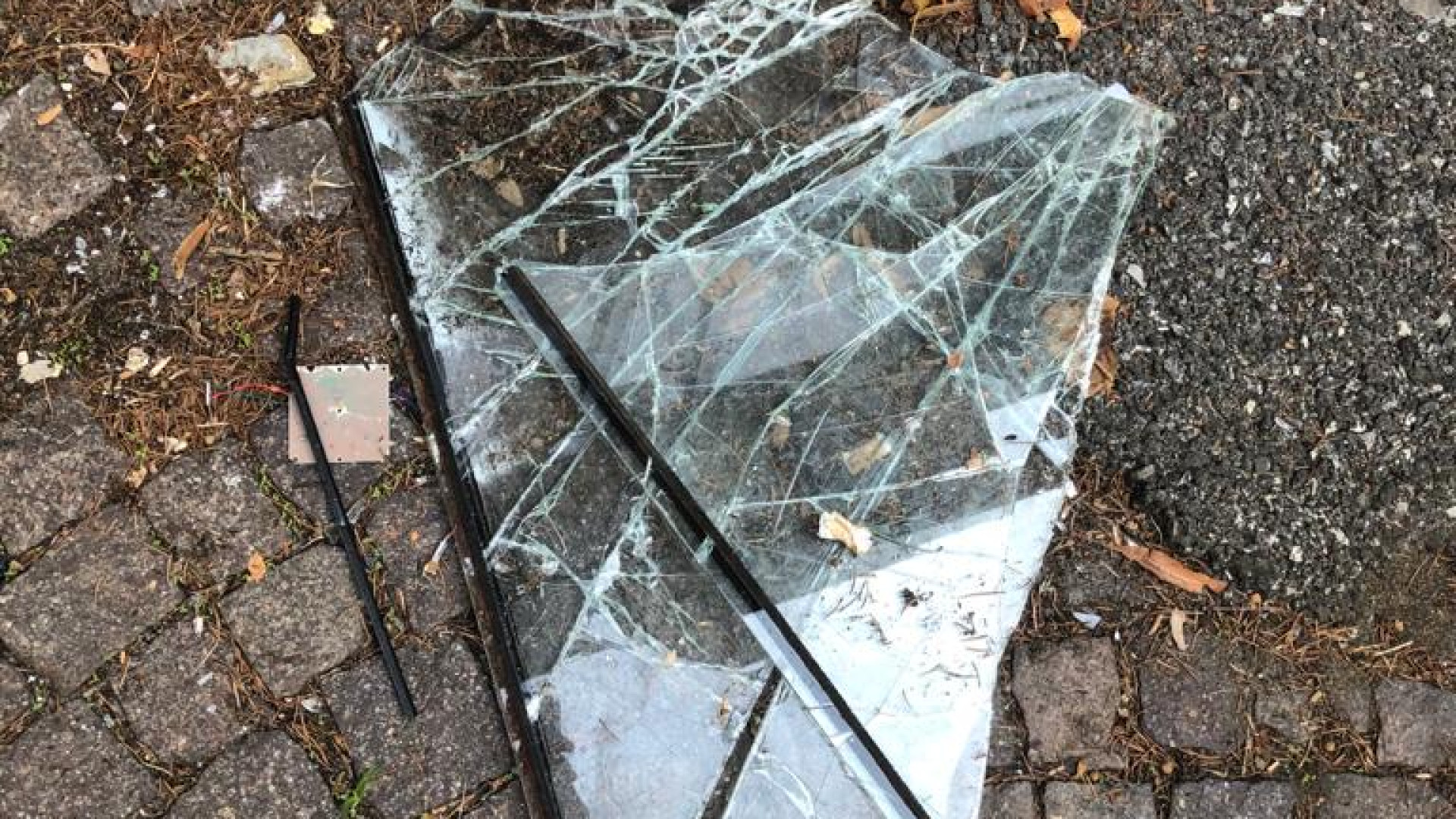 “Il cane non può salire”. Pugni e calci al bus dopo il “no” dell’autista