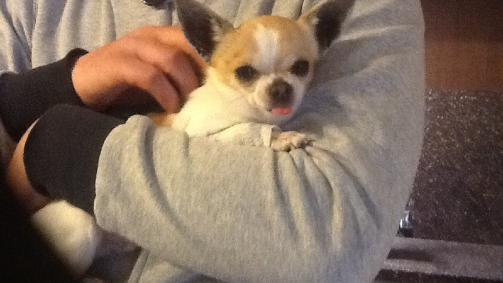 Oltre al bottino, i ladri portano via il cane malato. L'appello dei padroni