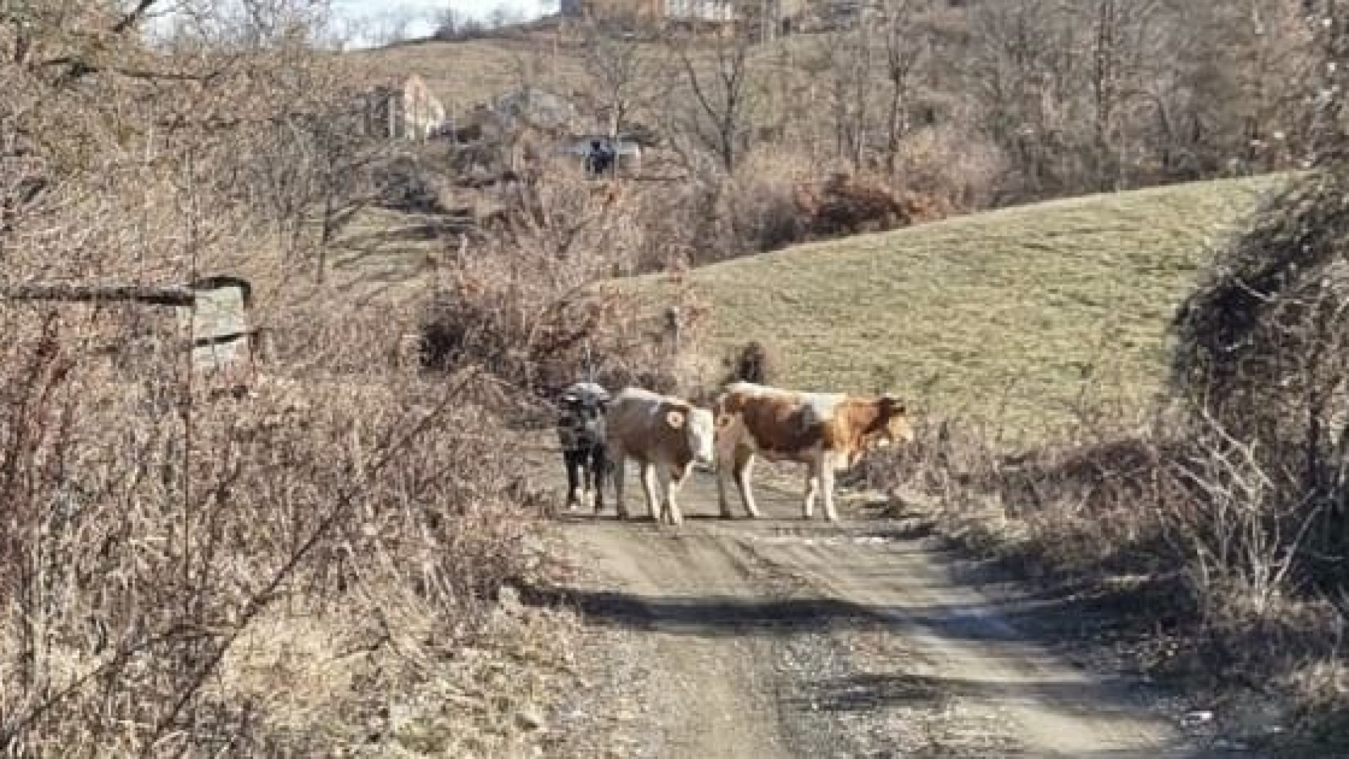 Mucche in fuga: da Travo a Bettola la "bravata" di tre animali scappati dal recinto