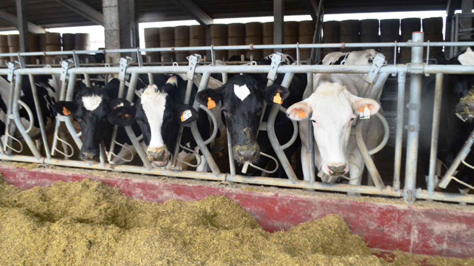All'asta giudiziaria finiscono anche 199 manze. Valore: 300mila euro