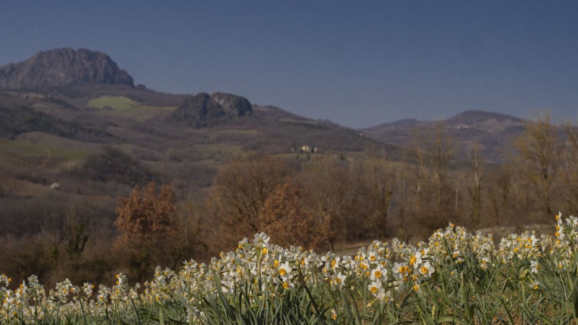 La natura verso la primavera: in Val Trebbia la spettacolare fioritura dei narcisi