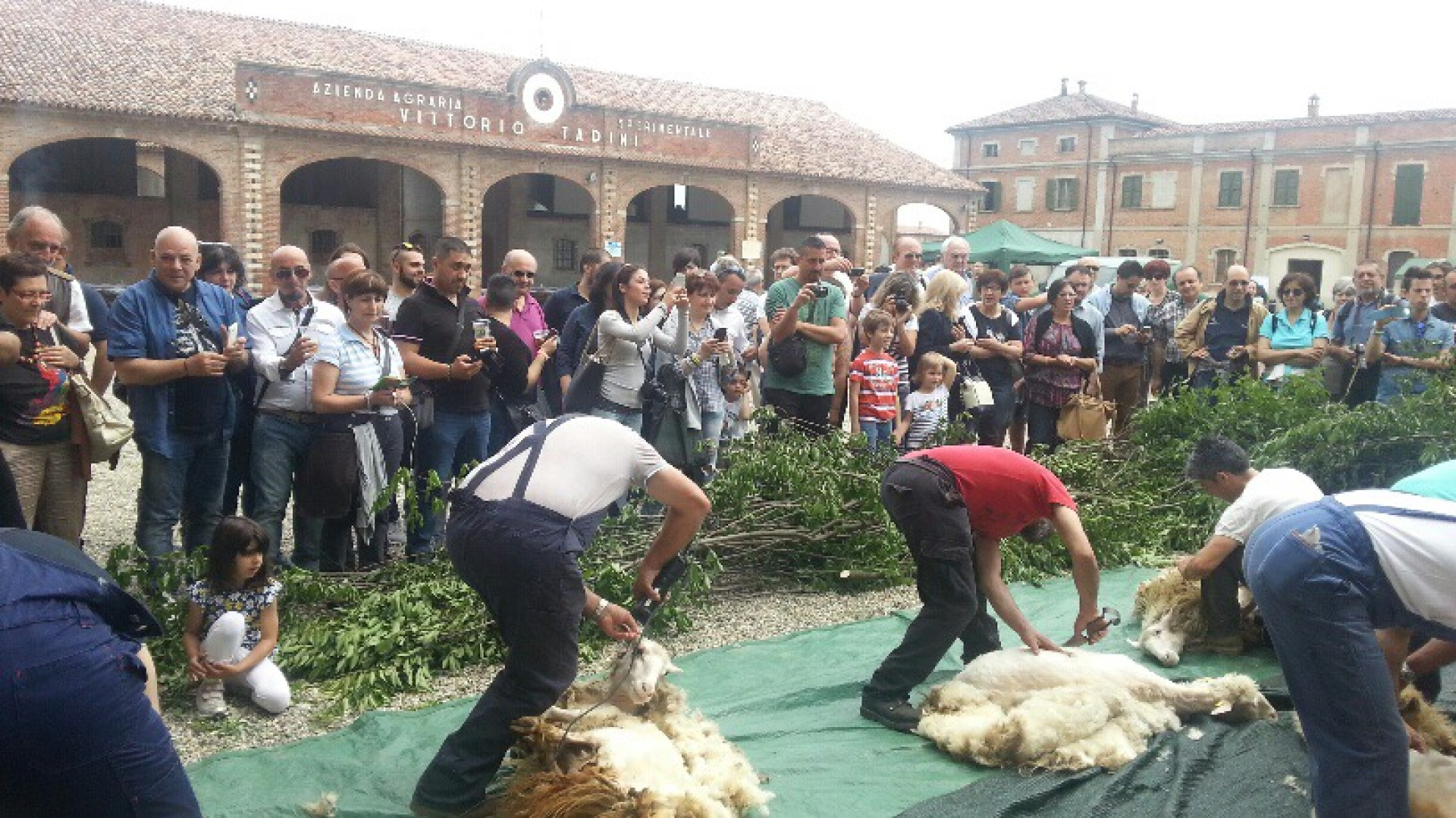 La Sardegna a Gariga. Formaggi, cani pastore e gara di tosatura pecore. Foto