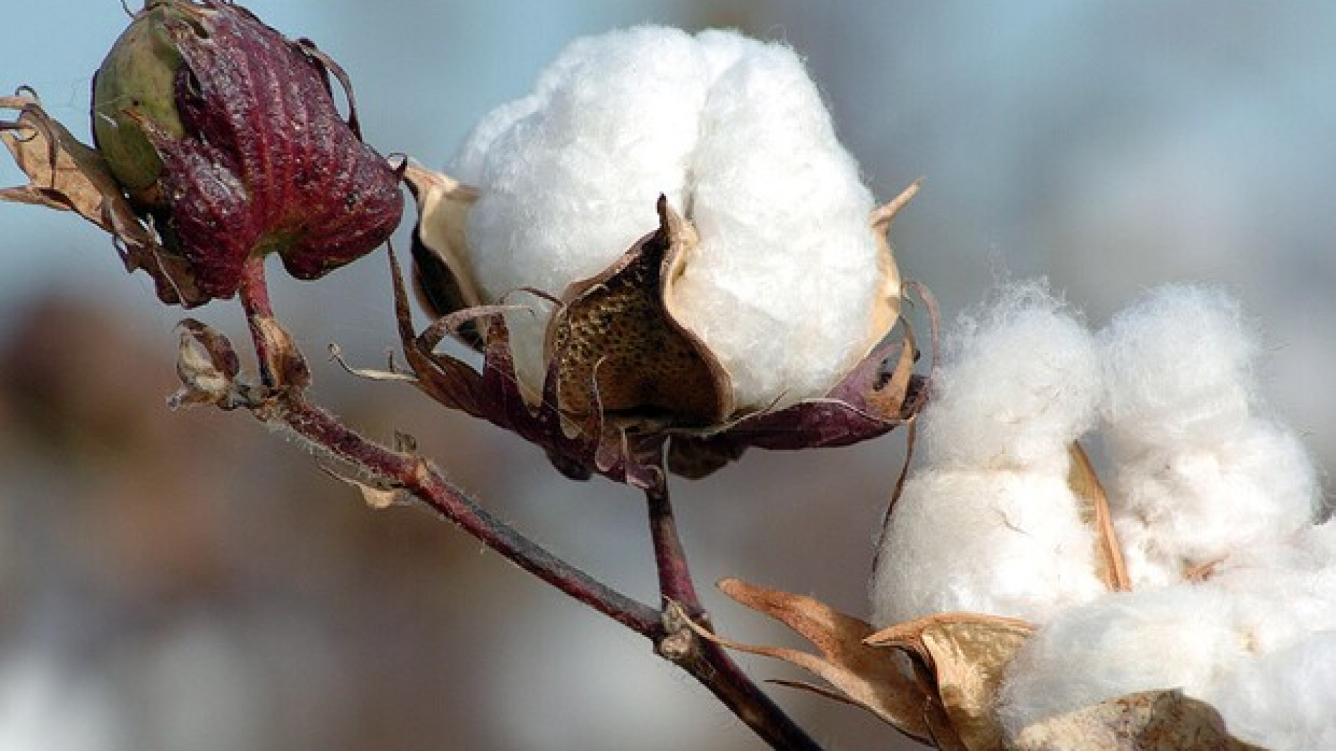 Cotone a prova di incendio per ridurre l'inquinamento dell'industria tessile