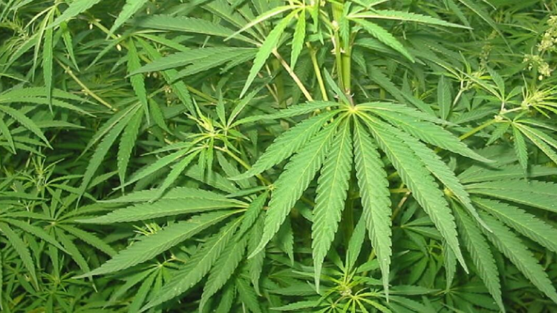In Emilia Romagna 2.718 pazienti trattati con farmaci cannabinoidi in tre anni