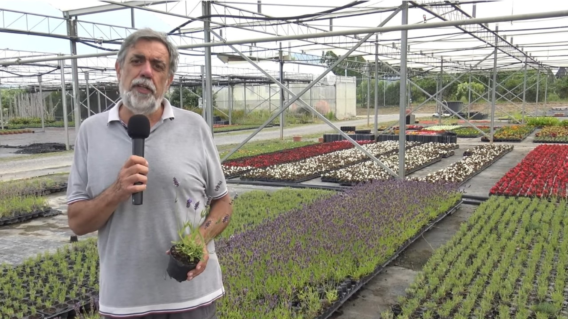 Coltivazione della lavanda, sabato 13 incontro a Nibbiano con Bollani