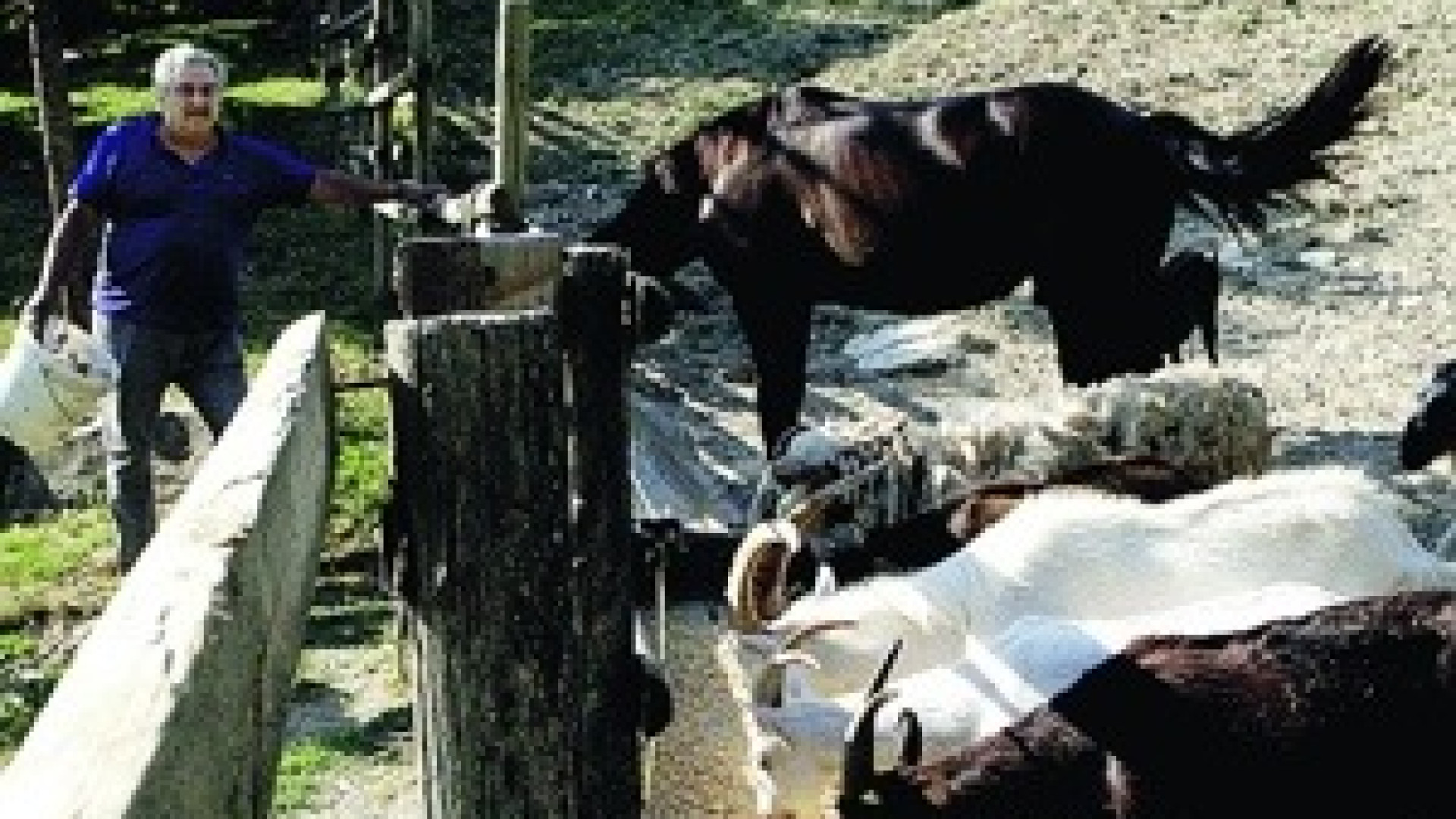 A Bettola capre sbranate dai lupi. Allarme di Coldiretti e agricoltori