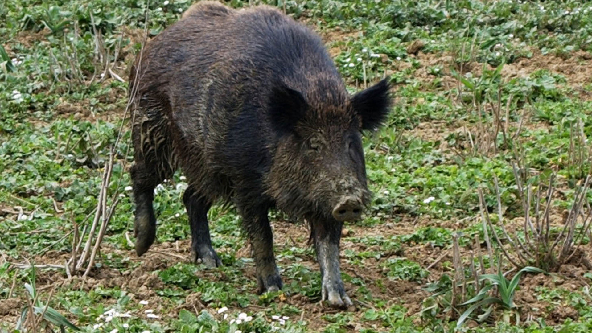 Bobbio, cinghiale ucciso con arco e frecce. La Procura indaga per bracconaggio