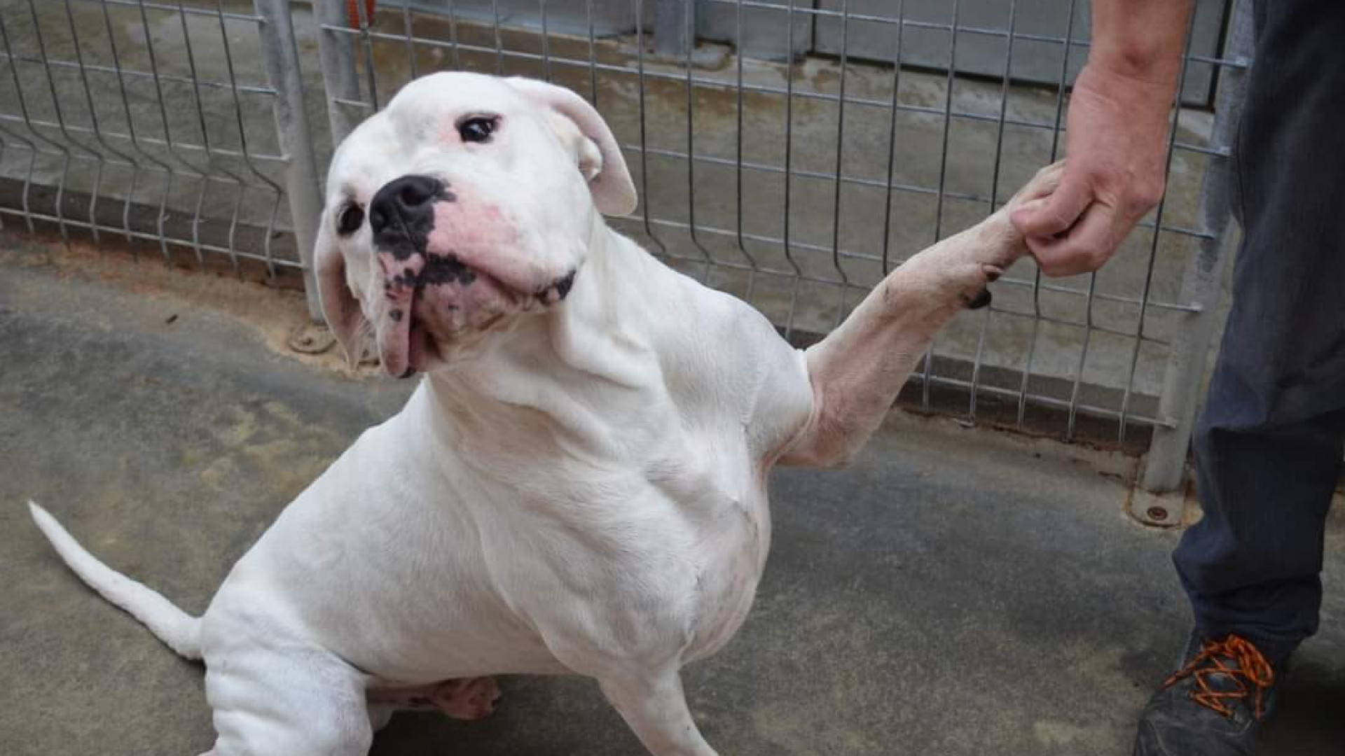 Contributo per adottare un cane a Montebolzone: c'è tempo fino al 15 dicembre