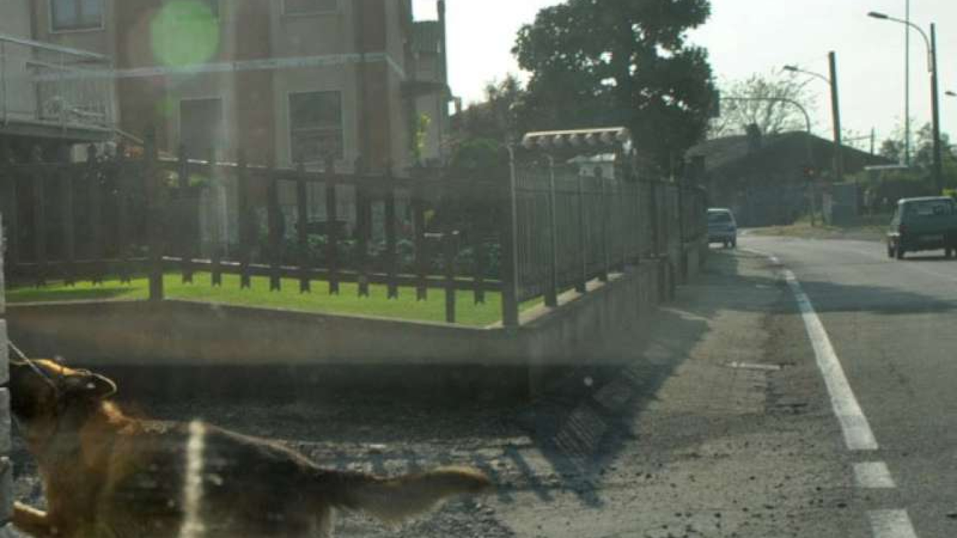 Mucinasso: donna azzannata da un cane. E' grave