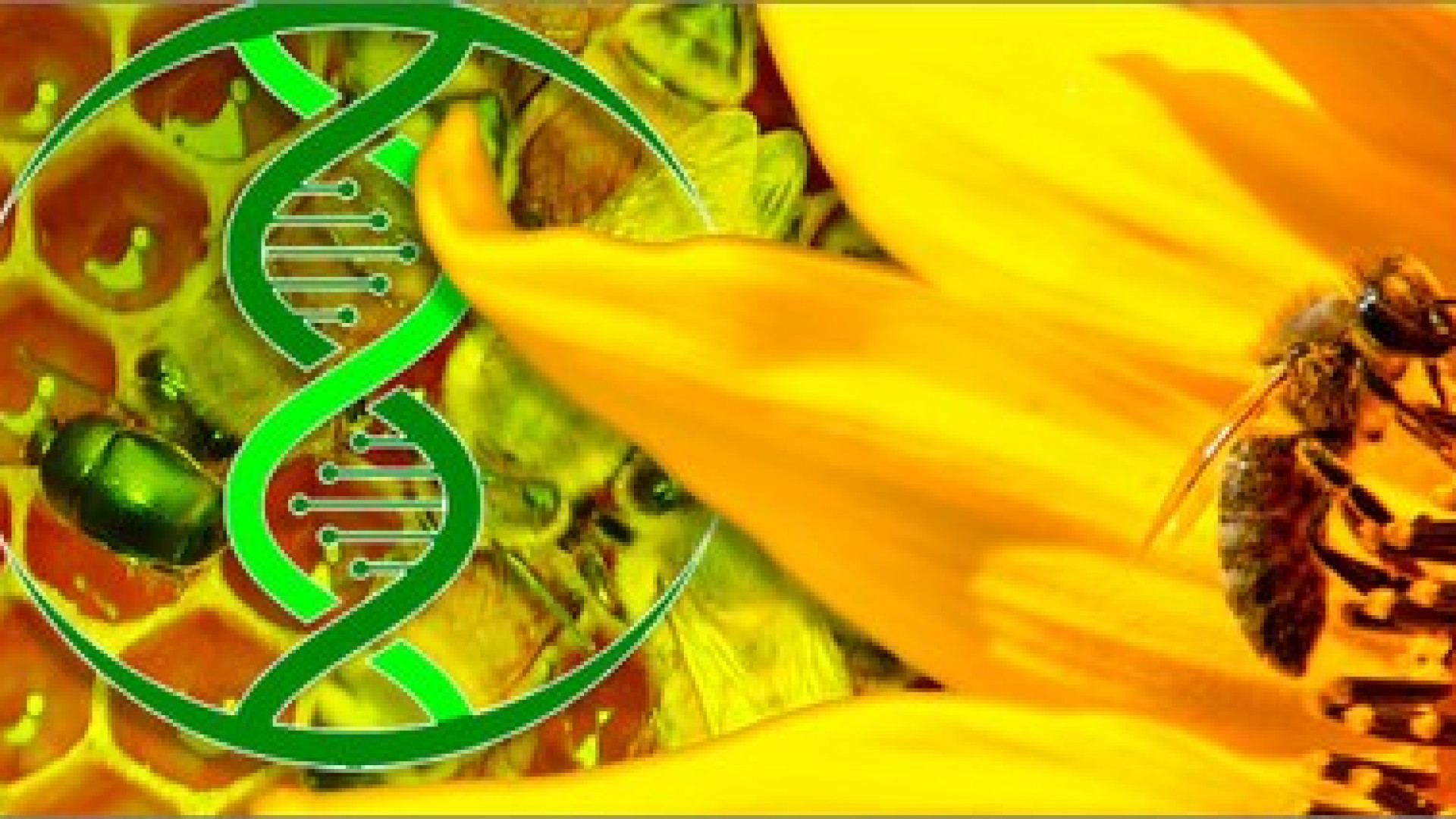 Biotecnologie, creato da Enea il bio-pesticida che non danneggia le api