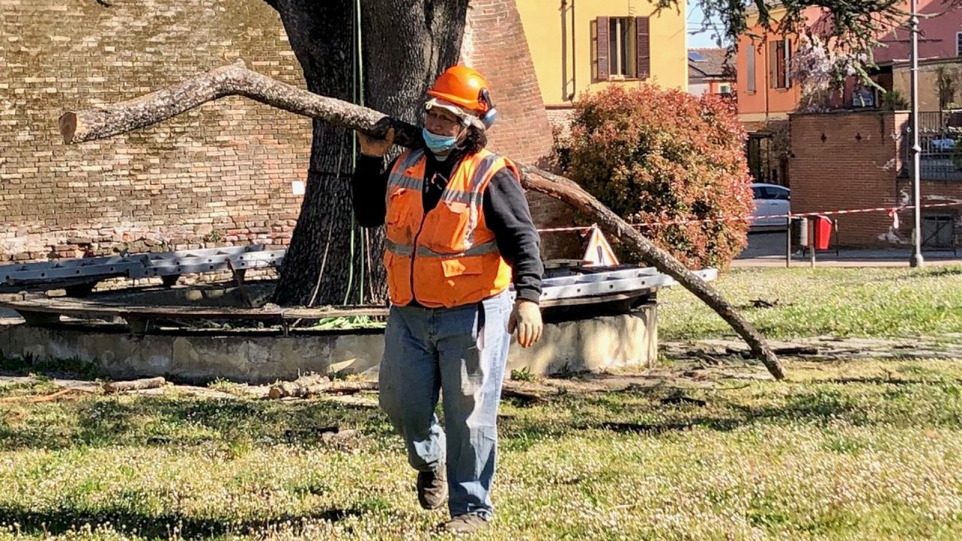 Potatura e ricostituenti, manutenzione da acrobati per il cedro di Sarmato