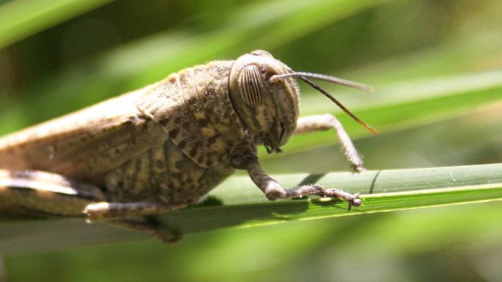 L'allarme di Coldiretti: "Con il caldo è boom di insetti. Orti e giardini sotto attacco"