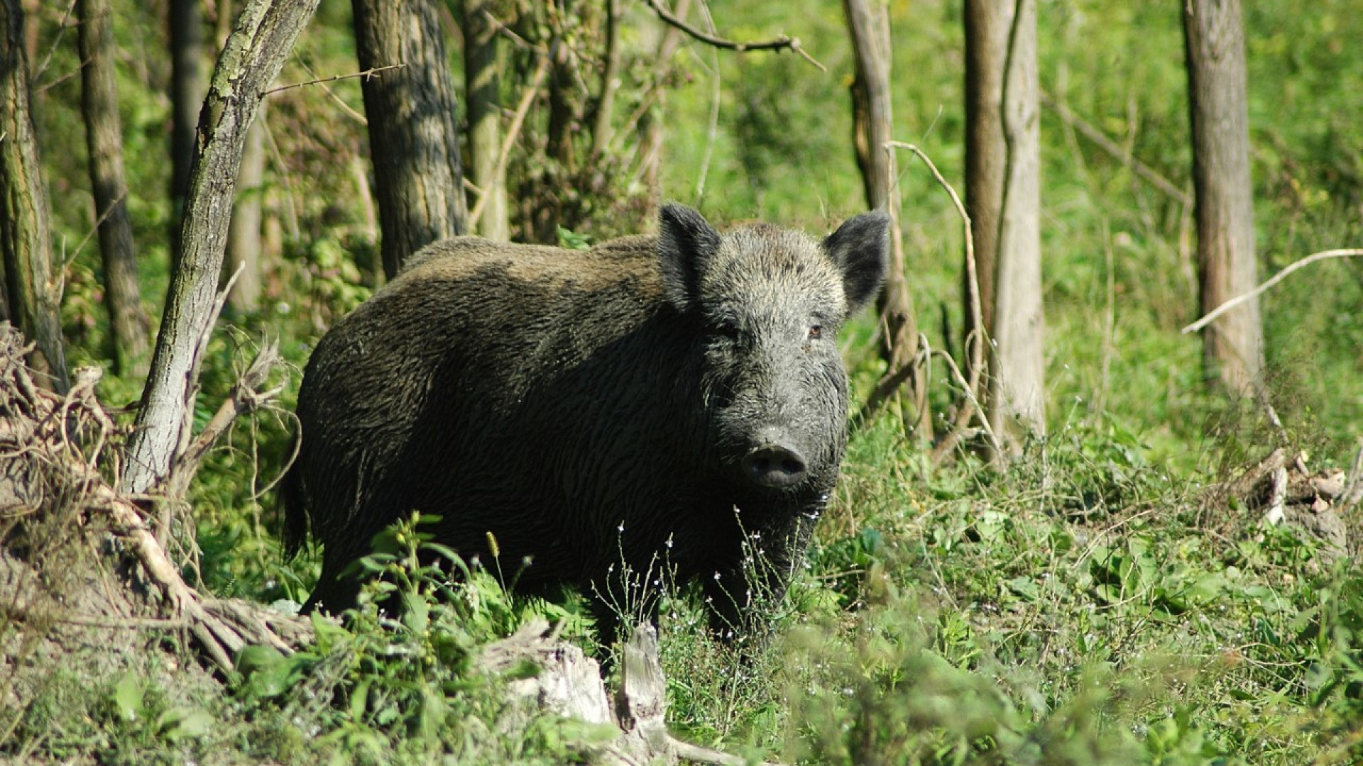 Cinghiali e peste suina africana: il grido d'aiuto di Confagricoltura Piacenza