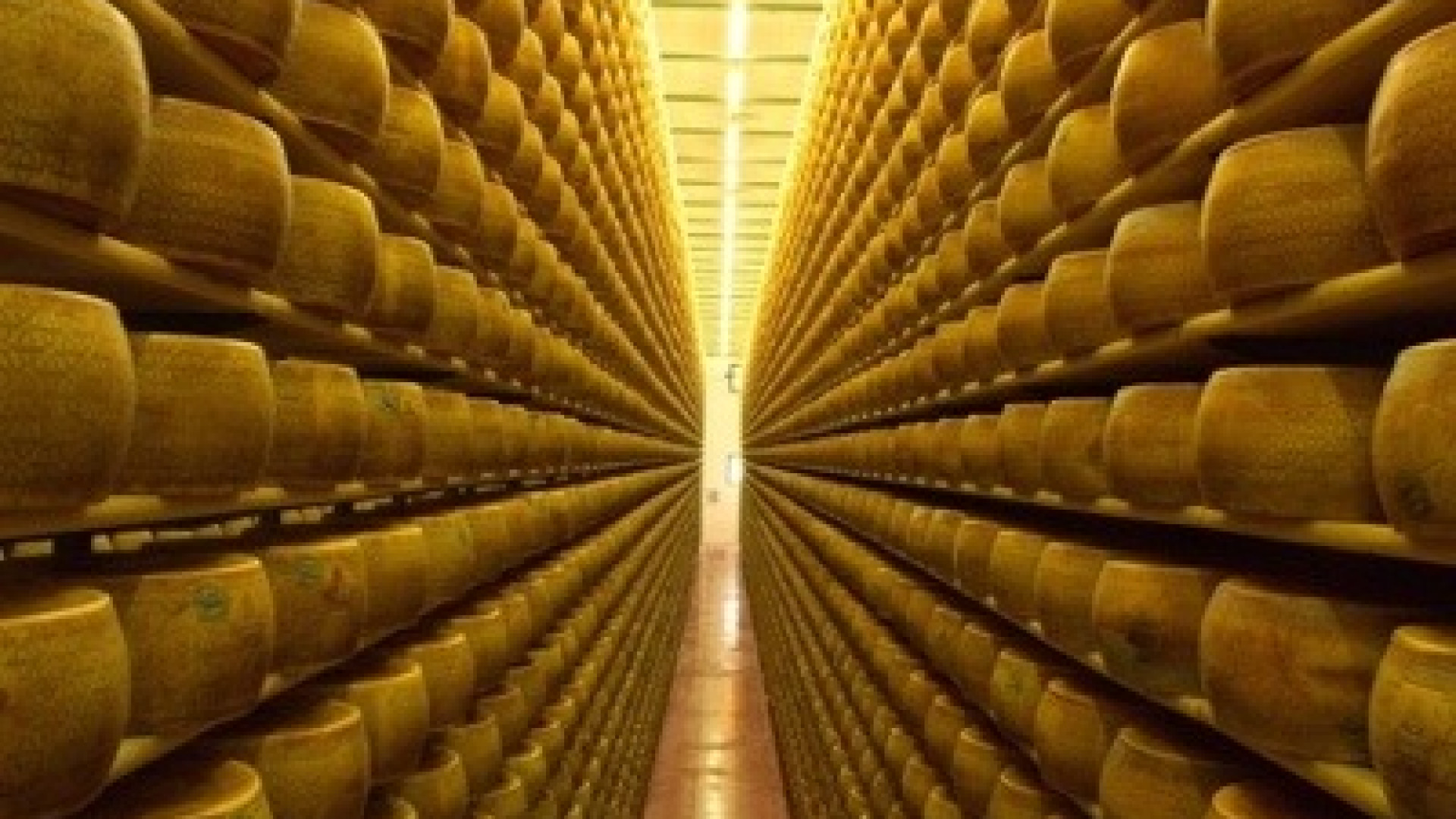 L'Università Cattolica di Piacenza al lavoro per un Grana Padano "eterno"