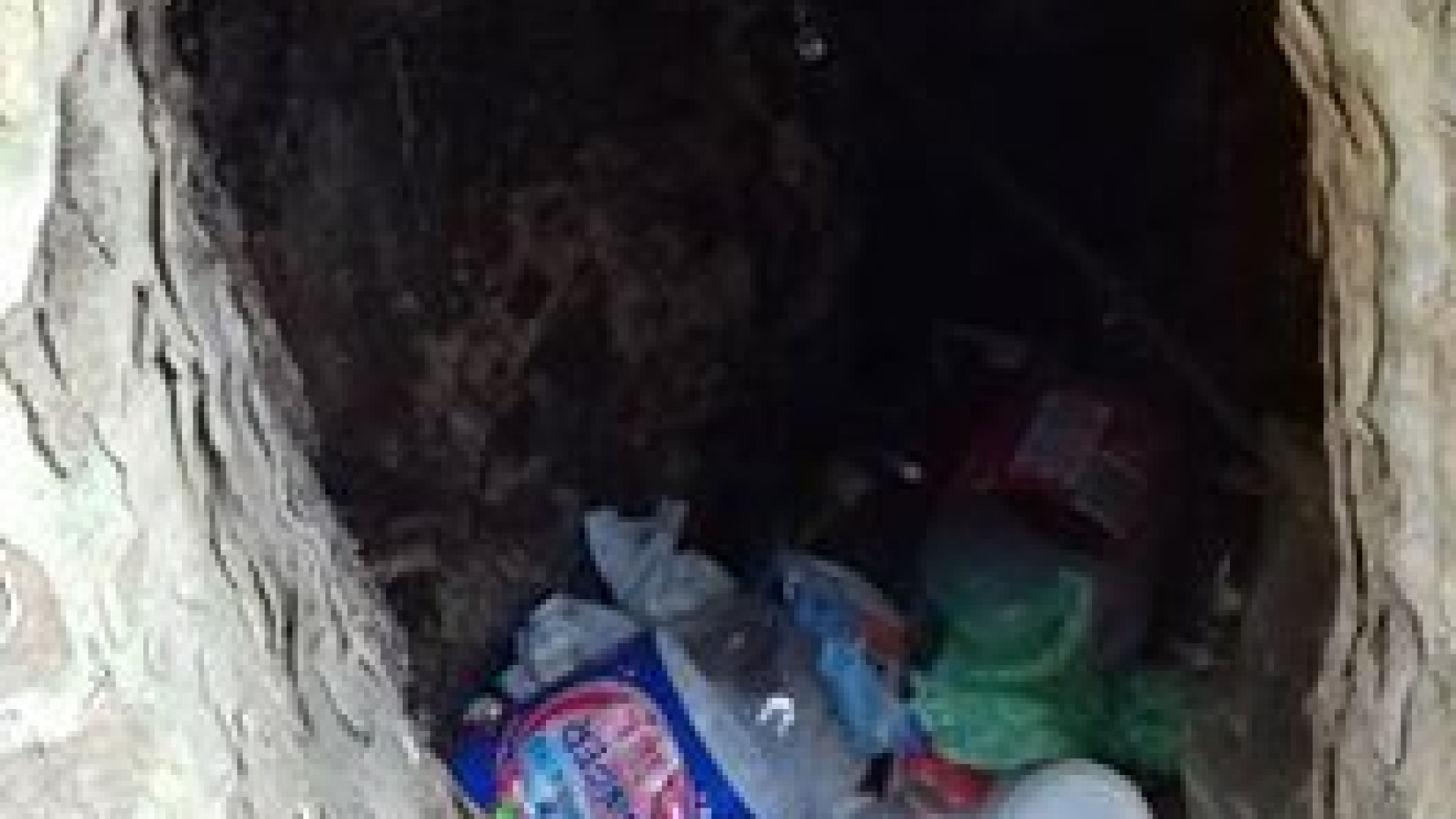Degrado e inciviltà: il buco del tronco di un albero scambiato come cestino