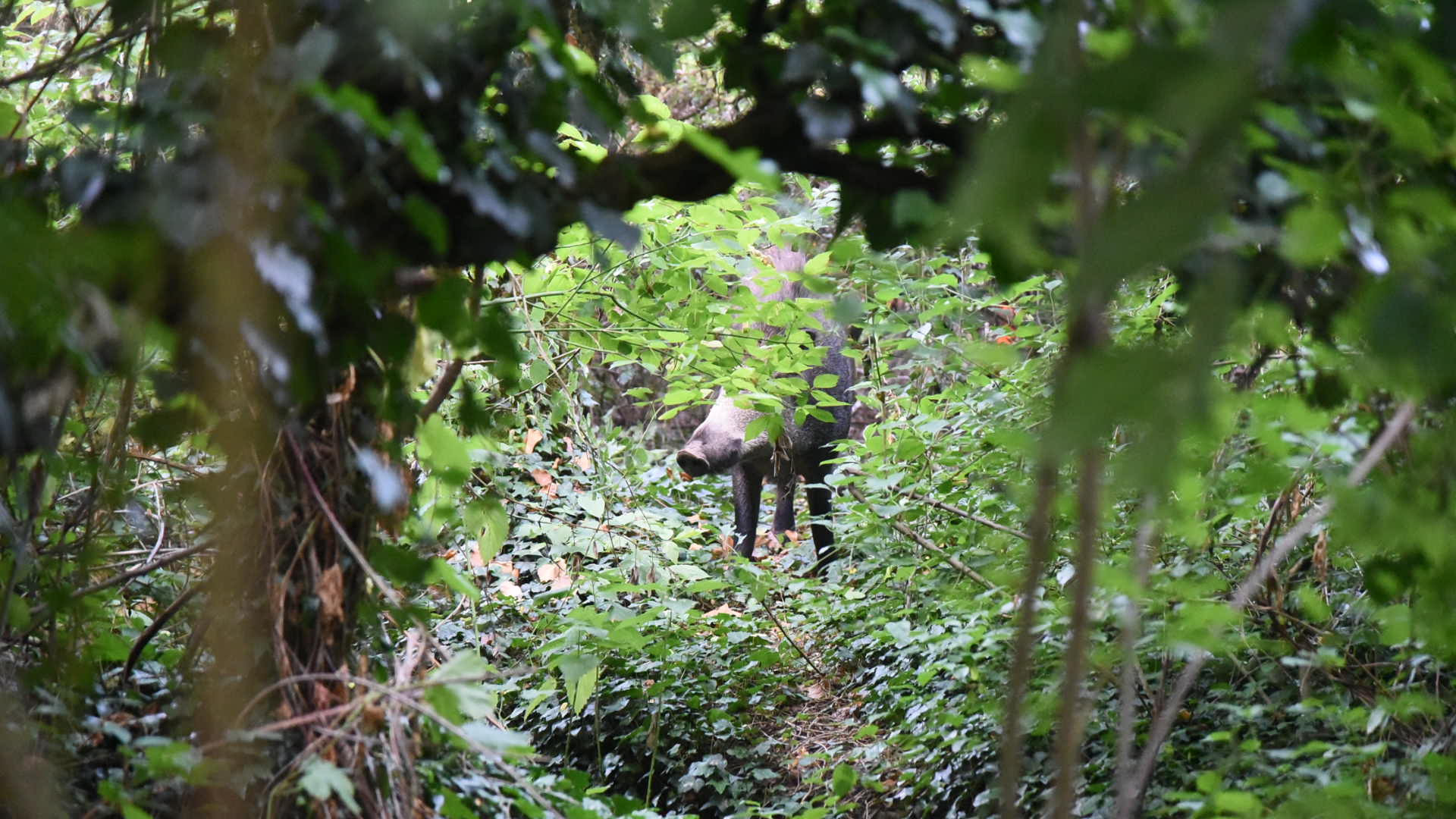 Cinghiale “Agostino”: il Parco della Galleana è tutto per lui. IL VIDEO