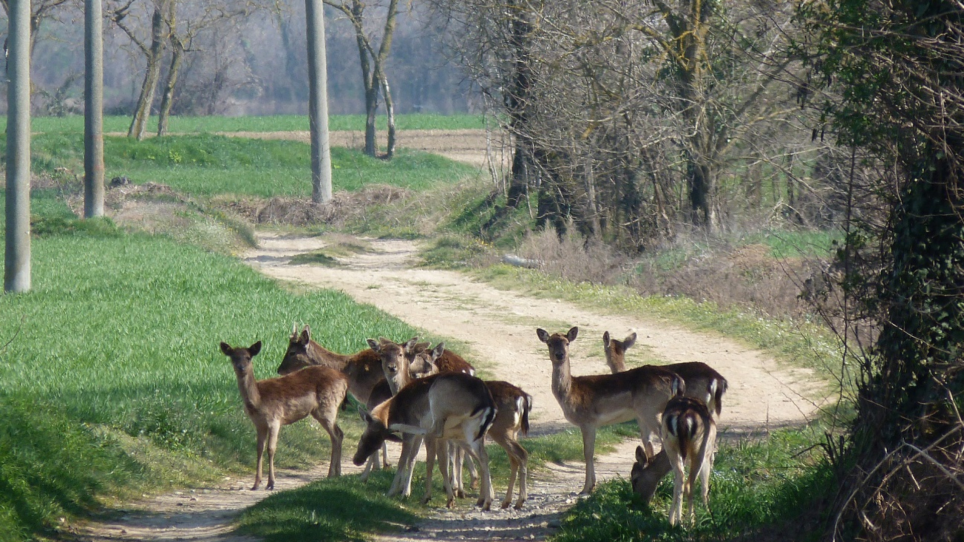 Dalla campagna al paese: una famiglia di daini tra le case di Podenzano LE FOTO