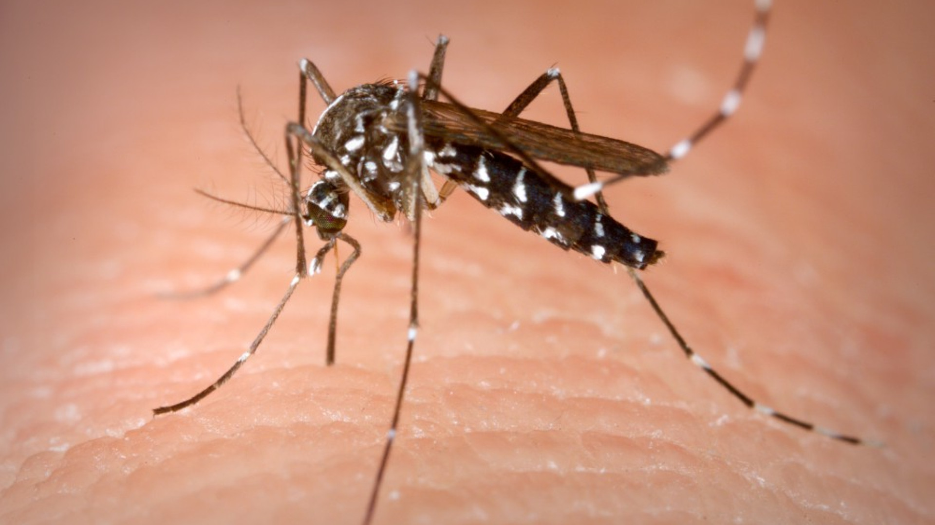 Dengue, Regione: "Nessun rischio per le donazioni di sangue. Test per il contagio"