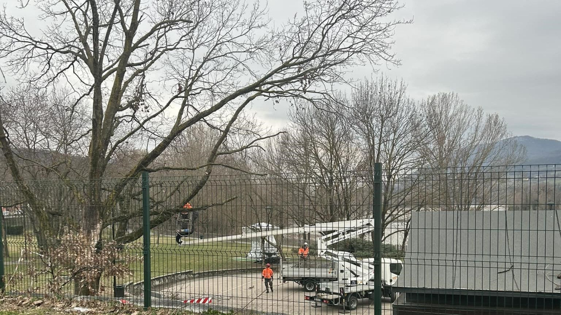 Rivergaro, due nuove querce sul lungo Trebbia. Una al posto di quella abbattuta