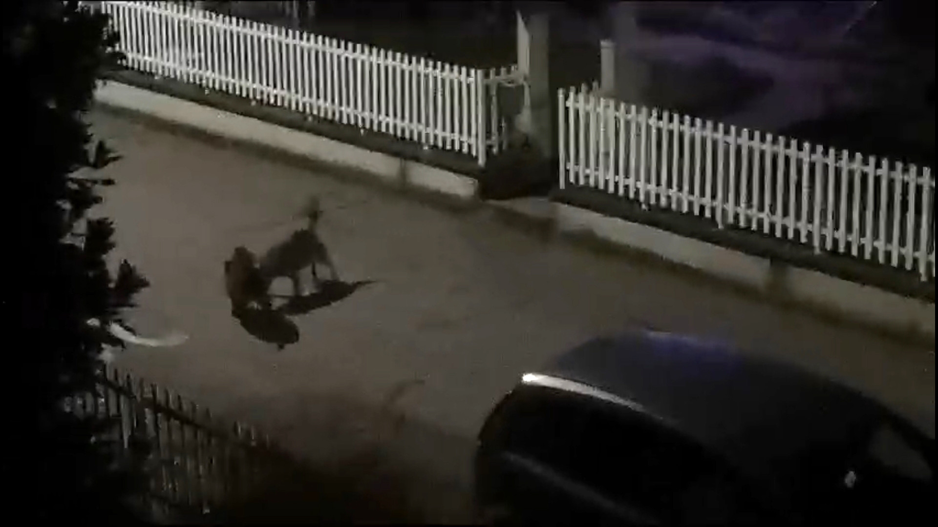 Zuffa a mezzanotte tra un lupo e un cinghiale in mezzo alle villette di Rivergaro
