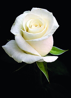 MASSIMILIANA IN CASSI GUASCONI photo